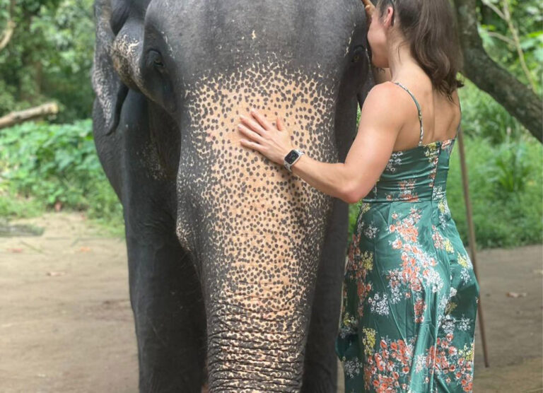Sri Lanka Elephant