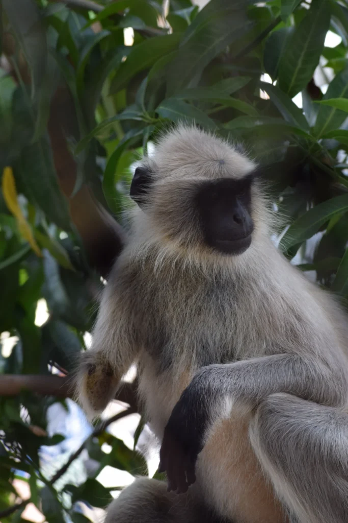 Animals You Can Only See in Sri Lanka