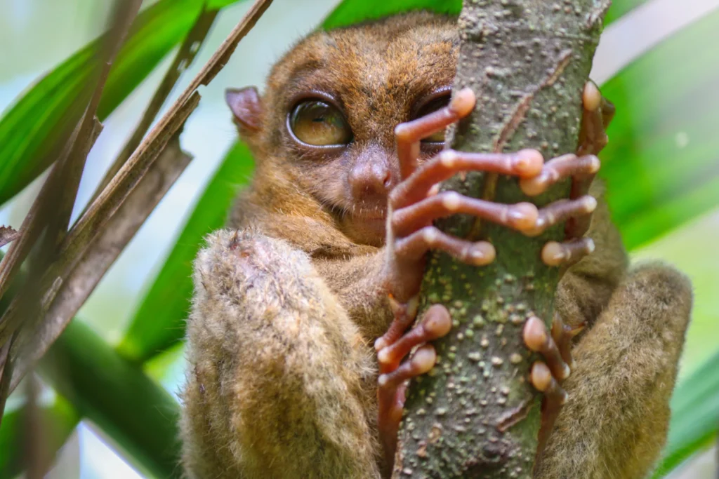 Animals You Can Only See in Sri Lanka