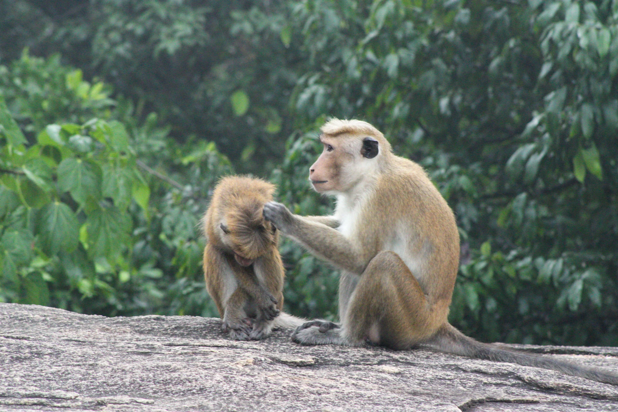 Animals You Can Only See in Sri Lanka