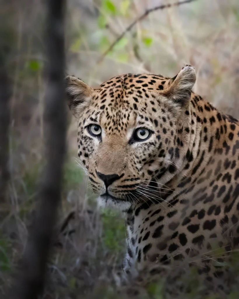 Animals You Can Only See in Sri Lanka