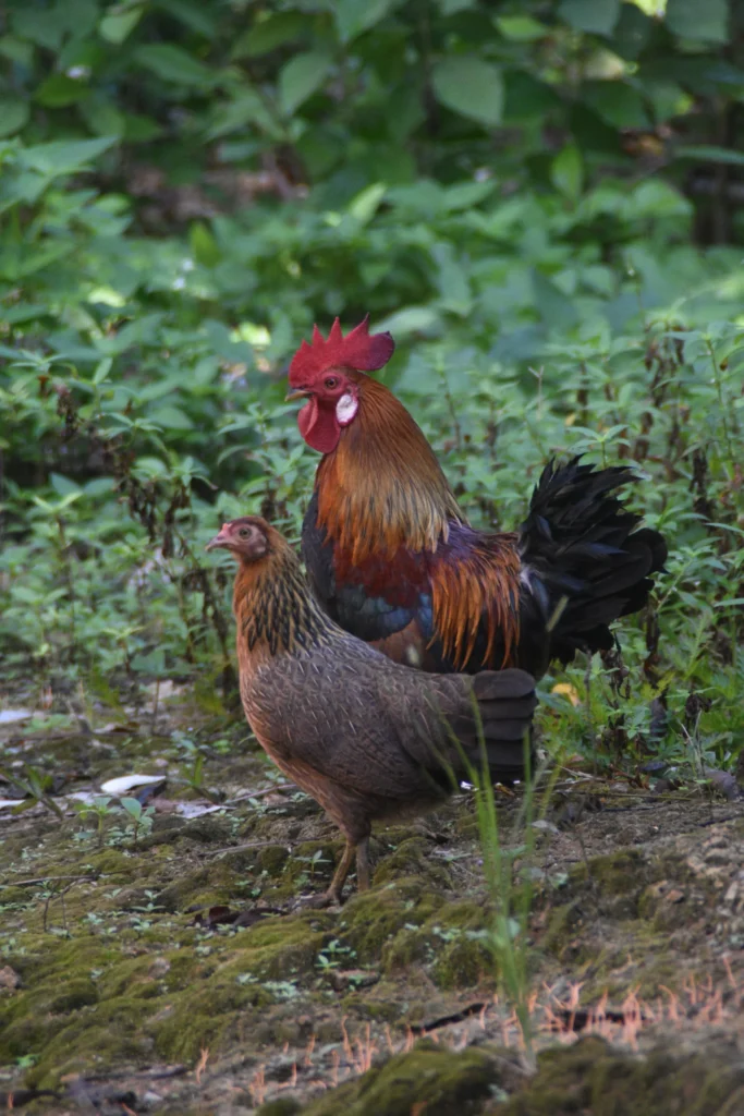 Animals You Can Only See in Sri Lanka