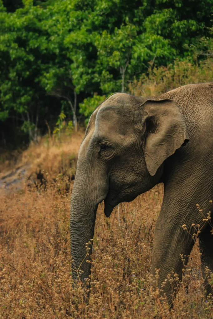 Animals You Can Only See in Sri Lanka
